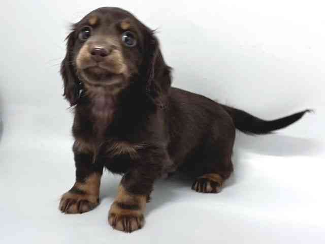 京都府のミニチュアダックスフンド(ロング) (ひごペットフレンドリー京都店/2026年1月17日生まれ/男の子/チョコレートタン)の子犬の3枚目の画像