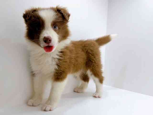 広島県のボーダーコリー (ひごペットフレンドリーフジグラン神辺店/2026年1月17日生まれ/男の子/チョコレートホワイト)の子犬の3枚目の画像