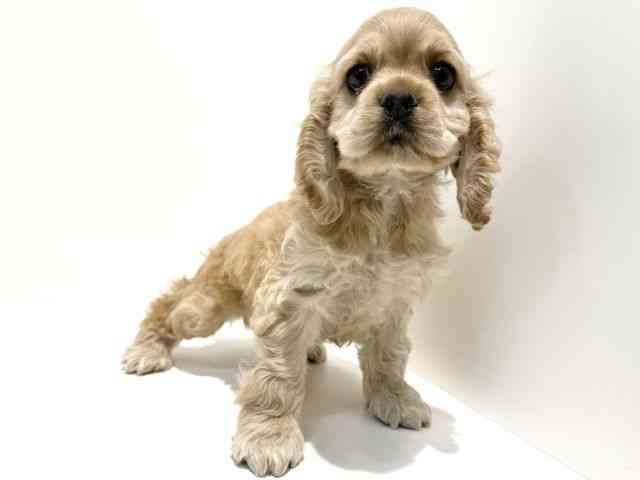 大阪府のアメリカンコッカースパニエル (ひごペットフレンドリーイオン高槻店/2026年1月16日生まれ/女の子/バフ)の子犬の3枚目の画像