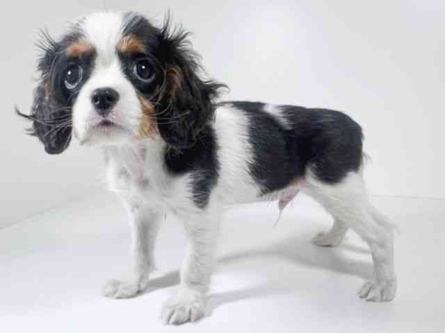 京都府のキャバリアキングチャールズスパニエル (ひごペットフレンドリーイズミヤショッピングセンター八幡店/2026年1月10日生まれ/男の子/トライカラー)の子犬の3枚目の画像