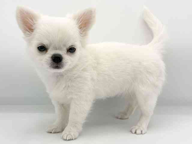 大阪府のチワワ(ロング) (ひごペットフレンドリーららぽーとEXPOCITY店/2026年1月13日生まれ/女の子/クリーム)の子犬の3枚目の画像