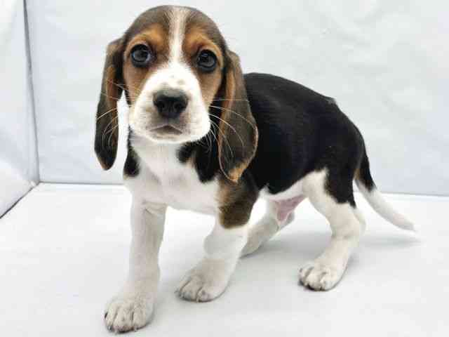 大阪府のハーフ犬・ミックス犬 (ひごペットフレンドリーイトーヨーカドー津久野店/2026年1月17日生まれ/男の子/ブラックタンホワイト)の子犬の3枚目の画像