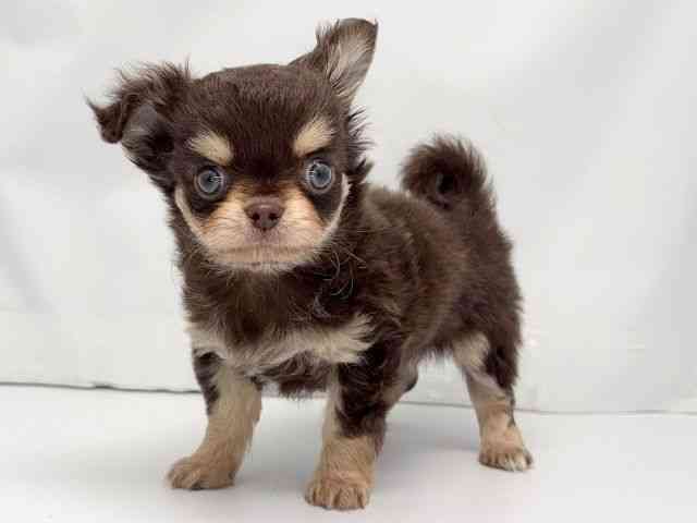 京都府のチワワ(ロング) (ひごペットフレンドリー洛北阪急スクエア店/2026年1月17日生まれ/男の子/チョコレートタンホワイト)の子犬の3枚目の画像