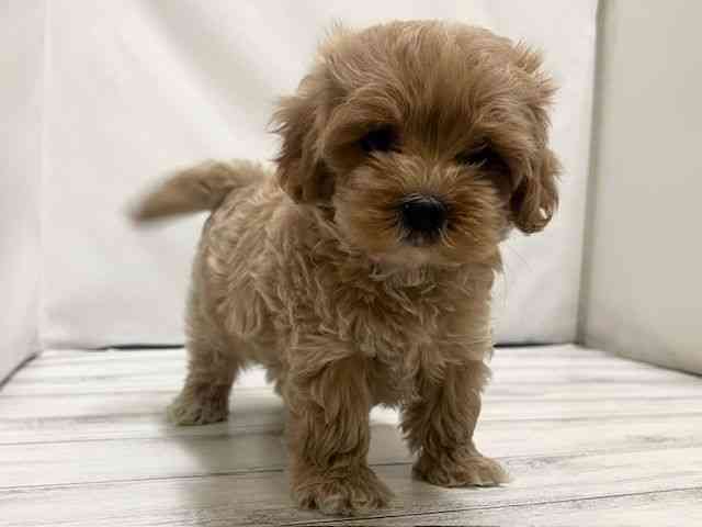 和歌山県のハーフ犬・ミックス犬 (ひごペットフレンドリーパームシティ和歌山店/2026年1月13日生まれ/男の子/クリーム)の子犬の3枚目の画像