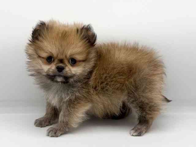 大阪府のペキポメ/ポメペキ(ペキニーズ×ポメラニアン) (ひごペットフレンドリーららぽーとEXPOCITY店/2026年1月18日生まれ/女の子/ブラウン)の子犬の3枚目の画像
