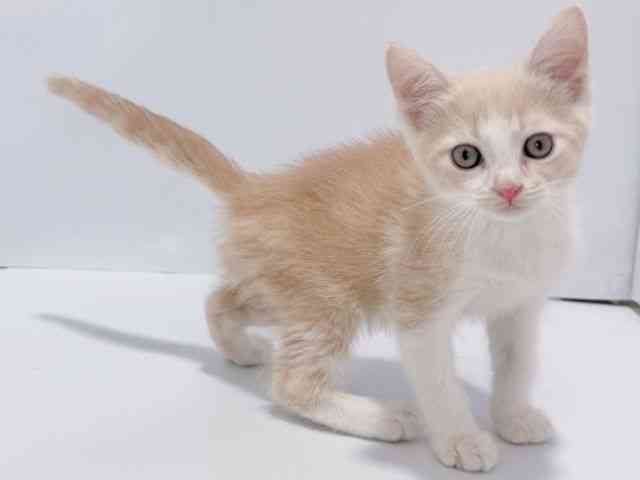 大阪府のマンチカン (ひごペットフレンドリーイズミヤショッピングセンター千里丘店/2026年1月18日生まれ/男の子/クリームタビーホワイト)の子猫の3枚目の画像