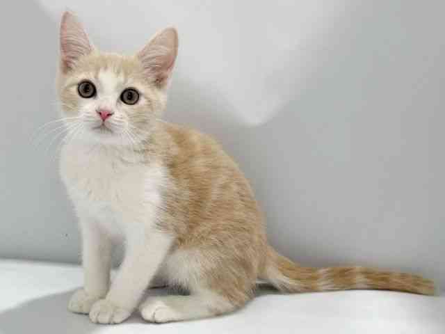 大阪府のマンチカン (ひごペットフレンドリーイズミヤショッピングセンター千里丘店/2026年1月18日生まれ/男の子/クリームタビーホワイト)の子猫の3枚目の画像