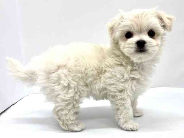 大阪府のチワマル/マルチワ(チワワ×マルチーズ) (ひごペットフレンドリーイオンタウン茨木太田店/2026年1月18日生まれ/女の子/クリーム)の子犬の3枚目の画像