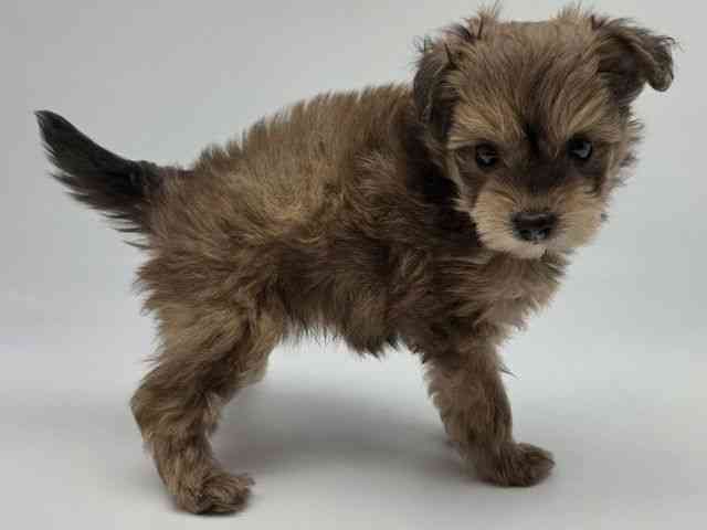 島根県のポメプー(ポメラニアン×プードル) (ひごペットフレンドリーイオンモール出雲店/2026年1月17日生まれ/女の子/レッド)の子犬の3枚目の画像