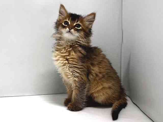 奈良県のソマリ (ひごペットフレンドリー奈良パワーシティ店/2026年1月12日生まれ/男の子/ルディ)の子猫の3枚目の画像