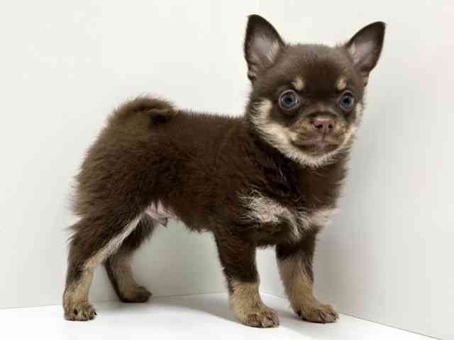 愛知県のポメチワ/チワポメ/ポメチー(ポメラニアン×チワワ) (ひごペットフレンドリーららぽーと名古屋みなとアクルス店/2026年1月17日生まれ/男の子/チョコレートタン)の子犬の3枚目の画像