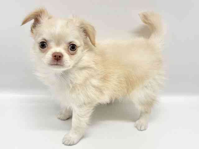 大阪府のチワワ(ロング) (ひごペットフレンドリーイオンタウン豊中庄内店/2026年1月8日生まれ/男の子/クリームホワイト)の子犬の3枚目の画像