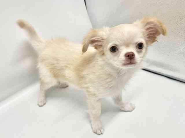 大阪府のチワワ(ロング) (ひごペットフレンドリーイオンタウン豊中庄内店/2026年1月8日生まれ/男の子/クリームホワイト)の子犬の3枚目の画像