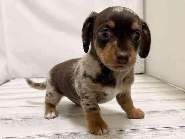 和歌山県のチワックス(チワワ×ダックス) (ひごペットフレンドリーパームシティ和歌山店/2026年1月15日生まれ/男の子/チョコレートダップル)の子犬の3枚目の画像