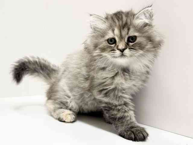 愛知県のスコティッシュフォールド (ひごペットフレンドリーららぽーと名古屋みなとアクルス店/2026年1月17日生まれ/女の子/ブラウンパッチドタビー)の子猫の3枚目の画像