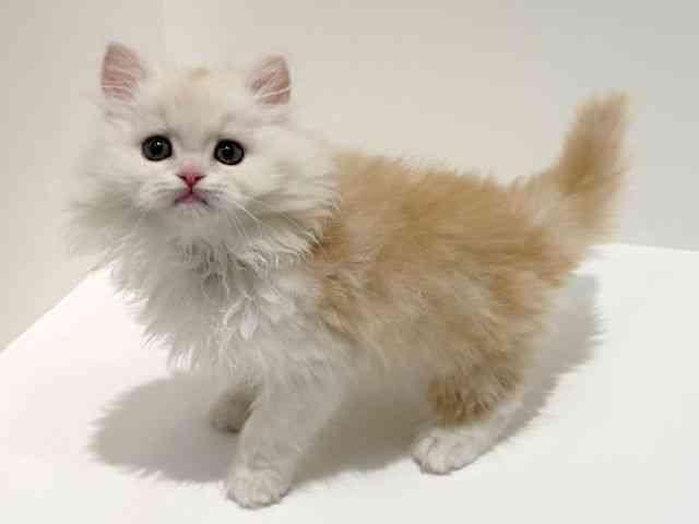 大阪府のラガマフィン (ひごペットフレンドリーイオン高槻店/2026年1月15日生まれ/女の子/レッドタビーホワイト)の子猫の3枚目の画像