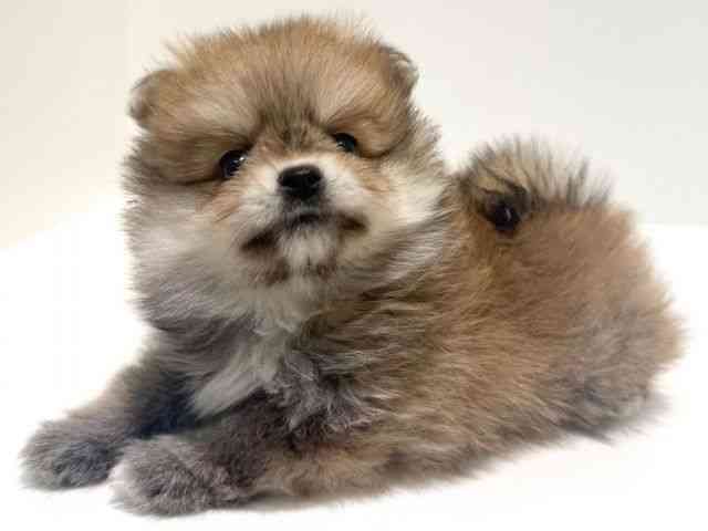 大阪府のポメラニアン (ひごペットフレンドリーイオン高槻店/2026年1月17日生まれ/女の子/オレンジセーブル)の子犬の3枚目の画像