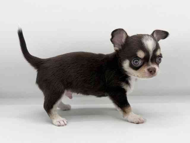 大阪府のチワワ(スムース) (ひごペットフレンドリーららぽーとEXPOCITY店/2026年1月18日生まれ/男の子/チョコレートクリームホワイト)の子犬の3枚目の画像