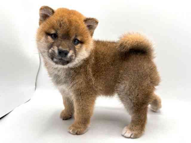 奈良県の柴犬(標準サイズ) (ひごペットフレンドリー田原本店/2026年1月16日生まれ/女の子/赤)の子犬の3枚目の画像