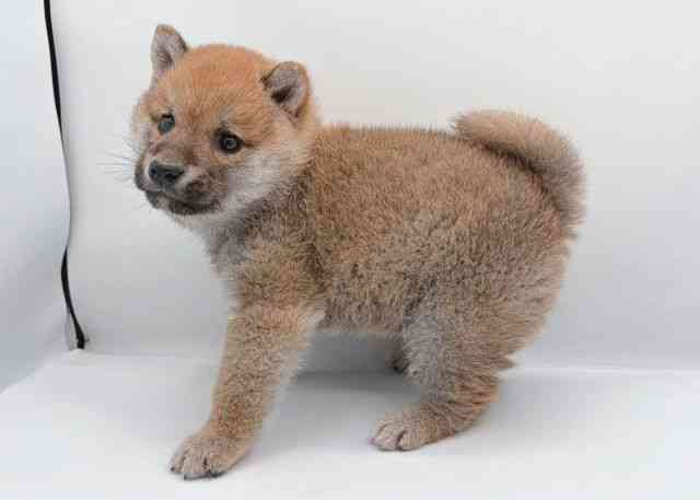 島根県の柴犬(標準サイズ) (ひごペットフレンドリーイオン松江ショッピングセンター店/2026年1月18日生まれ/男の子/赤)の子犬の3枚目の画像