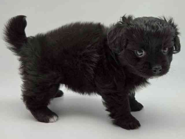 島根県のペキプー(ペキニーズ×プードル) (ひごペットフレンドリーイオンモール出雲店/2026年1月19日生まれ/女の子/ブラック)の子犬の3枚目の画像