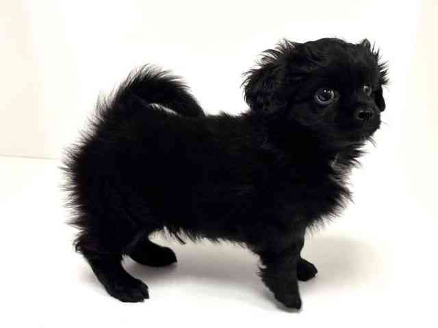 愛知県のペキプー(ペキニーズ×プードル) (ひごペットフレンドリーイトーヨーカドー知多店/2026年1月19日生まれ/男の子/ブラック)の子犬の3枚目の画像