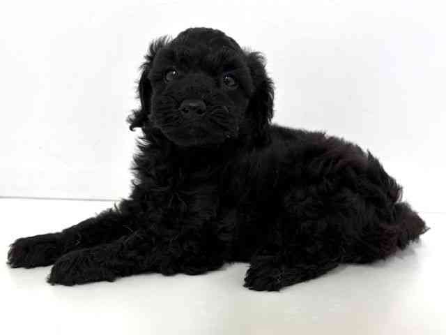 大阪府のトイプードル(トイ) (ひごペットフレンドリーベルファⅡ都島店/2026年1月17日生まれ/女の子/ブラック)の子犬の3枚目の画像