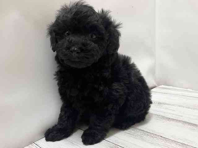 和歌山県のトイプードル(トイ) (ひごペットフレンドリーパームシティ和歌山店/2026年1月17日生まれ/女の子/ブラック)の子犬の3枚目の画像