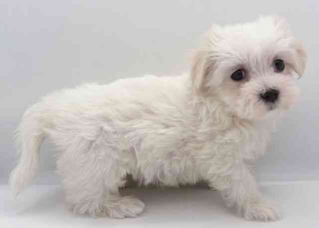 島根県のマルチーズ (ひごペットフレンドリーイオン松江ショッピングセンター店/2026年1月17日生まれ/女の子/ホワイト)の子犬の3枚目の画像