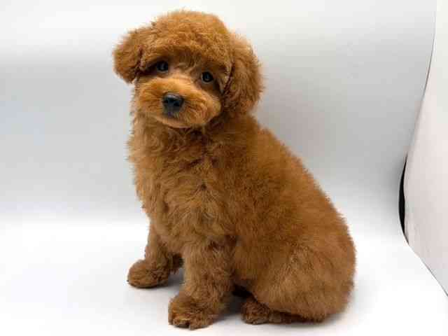 奈良県のトイプードル(トイ) (ひごペットフレンドリー田原本店/2026年1月17日生まれ/男の子/レッドフォーン)の子犬の3枚目の画像