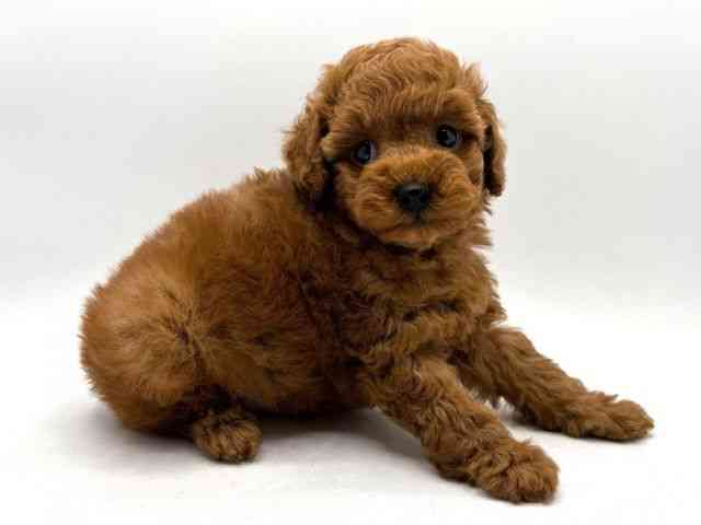 奈良県のトイプードル(トイ) (ひごペットフレンドリー田原本店/2026年1月17日生まれ/男の子/レッドフォーン)の子犬の3枚目の画像