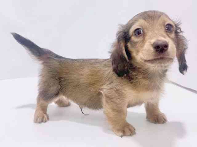 大阪府のミニチュアダックスフンド(ロング) (ひごペットフレンドリーイズミヤショッピングセンター千里丘店/2026年1月19日生まれ/男の子/レッド)の子犬の3枚目の画像