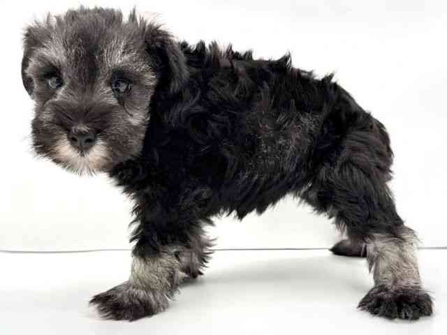 兵庫県のミニチュアシュナウザー (ひごペットフレンドリークラウンパーク伊丹店/2026年1月18日生まれ/女の子/ソルトペッパー)の子犬の3枚目の画像