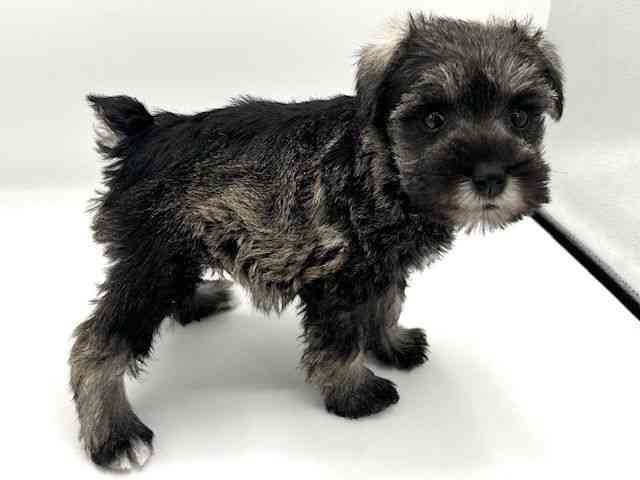 京都府のミニチュアシュナウザー (ひごペットフレンドリーイオンモール高の原店/2026年1月18日生まれ/女の子/ソルトペッパー)の子犬の3枚目の画像