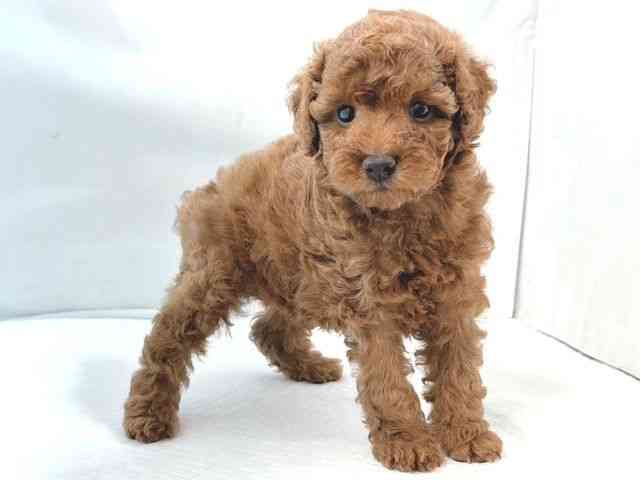 大阪府のトイプードル(トイ) (ひごペットフレンドリー堺プラットプラット店/2026年1月18日生まれ/女の子/レッドフォーン)の子犬の3枚目の画像