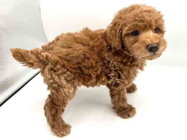 京都府のトイプードル(トイ) (ひごペットフレンドリーイオンモール高の原店/2026年1月18日生まれ/男の子/レッドフォーン)の子犬の3枚目の画像