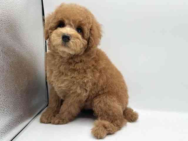 京都府のトイプードル(トイ) (ひごペットフレンドリーイオンモール高の原店/2026年1月18日生まれ/男の子/レッドフォーン)の子犬の3枚目の画像