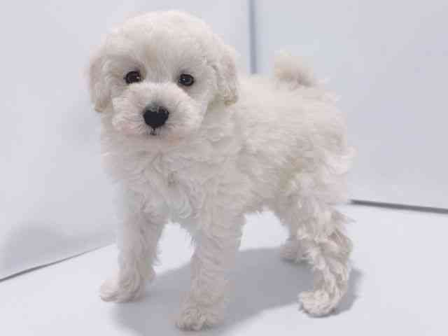 大阪府のトイプードル(トイ) (ひごペットフレンドリーイズミヤショッピングセンター千里丘店/2026年1月19日生まれ/男の子/ホワイト)の子犬の3枚目の画像