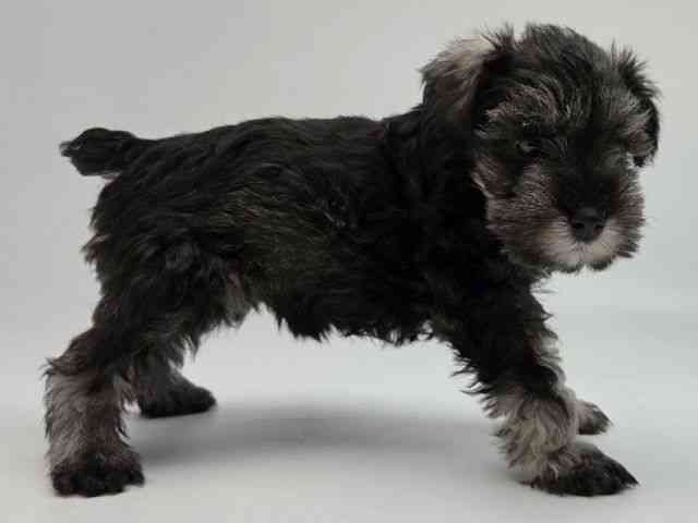 島根県のミニチュアシュナウザー (ひごペットフレンドリーイオンモール出雲店/2026年1月18日生まれ/女の子/ソルトペッパー)の子犬の3枚目の画像