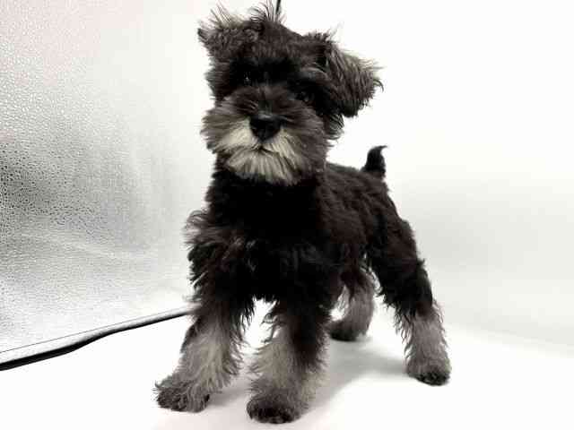 愛知県のミニチュアシュナウザー (ひごペットフレンドリープライムツリー赤池店/2026年1月18日生まれ/男の子/ソルトペッパー)の子犬の3枚目の画像