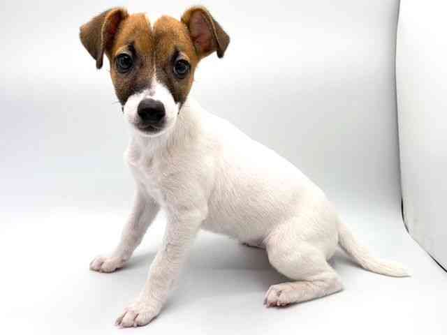 奈良県のジャックラッセルテリア (ひごペットフレンドリー田原本店/2026年1月18日生まれ/女の子/ホワイトタン)の子犬の3枚目の画像