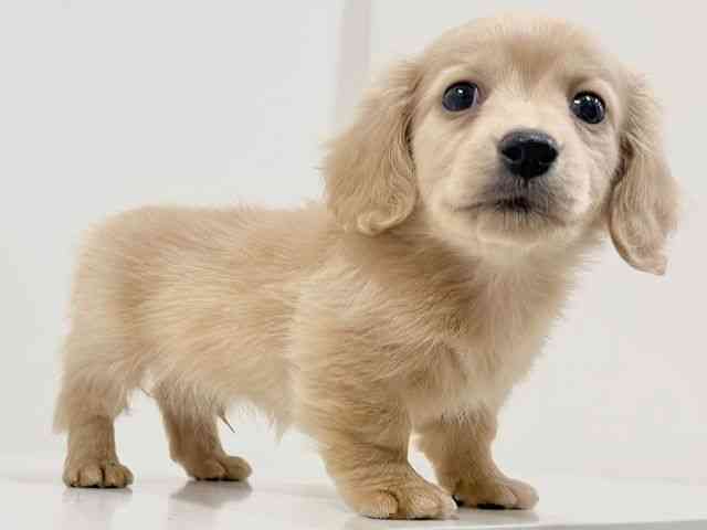 奈良県のカニンヘンダックスフンド(ロング) (ひごペットフレンドリーイオンモール橿原ウエスト・ビレッジ店/2026年1月15日生まれ/男の子/イエロー)の子犬の3枚目の画像