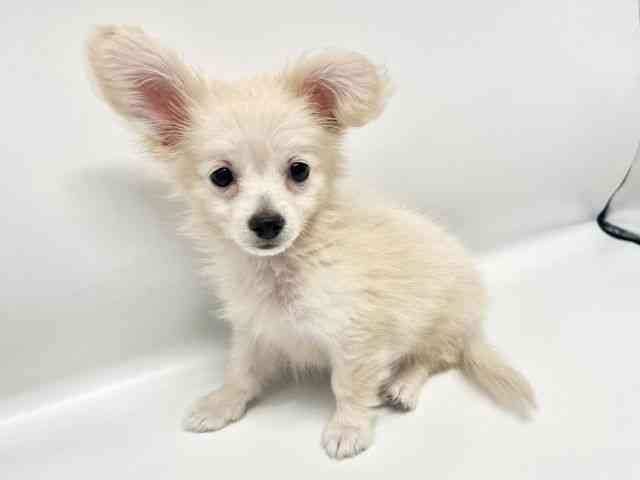 大阪府のポメックス(ポメラニアン×ダックス) (ひごペットフレンドリーイオンタウン豊中庄内店/2026年1月17日生まれ/男の子/クリーム)の子犬の3枚目の画像