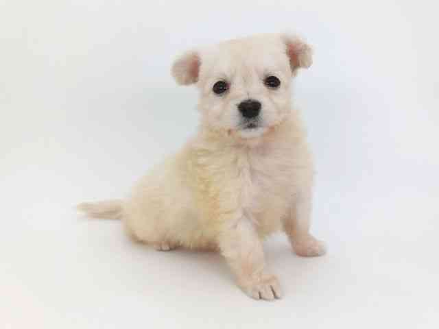 大阪府のポメックス(ポメラニアン×ダックス) (ひごペットフレンドリー泉ヶ丘店/2026年1月17日生まれ/女の子/クリーム)の子犬の3枚目の画像