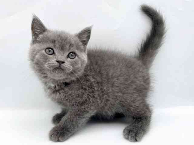 奈良県のブリティッシュショートヘアー (ひごペットフレンドリートナリエ大和高田店/2026年1月17日生まれ/男の子/ブルー)の子猫の3枚目の画像