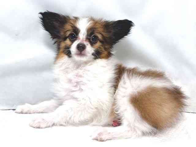 大阪府のパピヨン (ひごペットフレンドリー堺プラットプラット店/2026年1月18日生まれ/男の子/ホワイトブラウン)の子犬の3枚目の画像