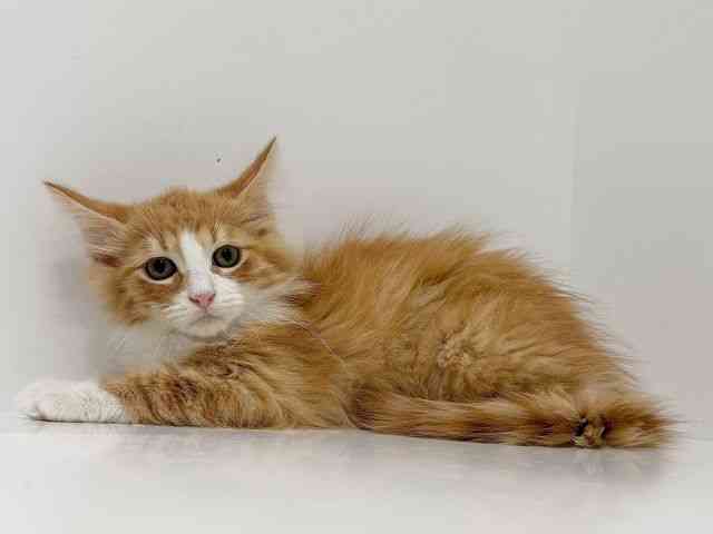 奈良県のノルウェージャンフォレストキャット (ひごペットフレンドリーイオンモール橿原ウエスト・ビレッジ店/2025年12月19日生まれ/男の子/レッドタビーホワイト)の子猫の3枚目の画像