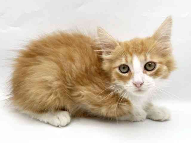 奈良県のノルウェージャンフォレストキャット (ひごペットフレンドリートナリエ大和高田店/2025年12月19日生まれ/男の子/レッドタビーホワイト)の子猫の3枚目の画像