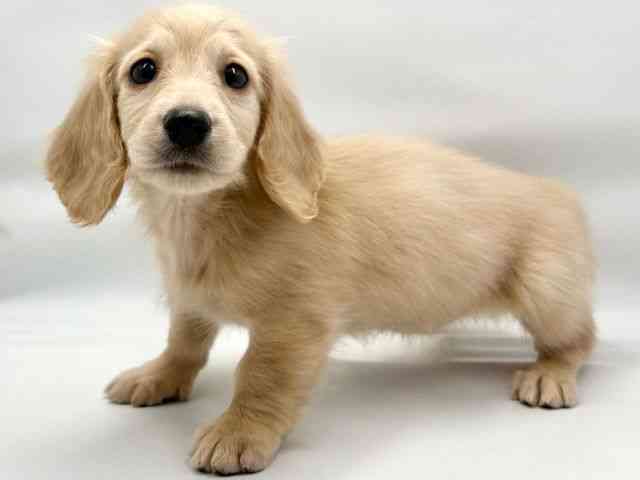 大阪府のミニチュアダックスフンド(ロング) (ひごペットフレンドリー東淀川店/2026年1月17日生まれ/女の子/イエロー)の子犬の3枚目の画像