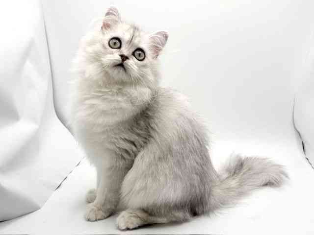 大阪府のペルシャ (ひごペットフレンドリーみのおキューズモール店/2026年1月10日生まれ/女の子/チンチラシルバー)の子猫の3枚目の画像